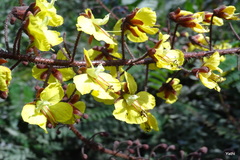 Caesalpinia mimosoides
